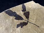 Cardiospermum coloradensis (KNOWLTON 1923) - Bild © FossNet FossilienStore